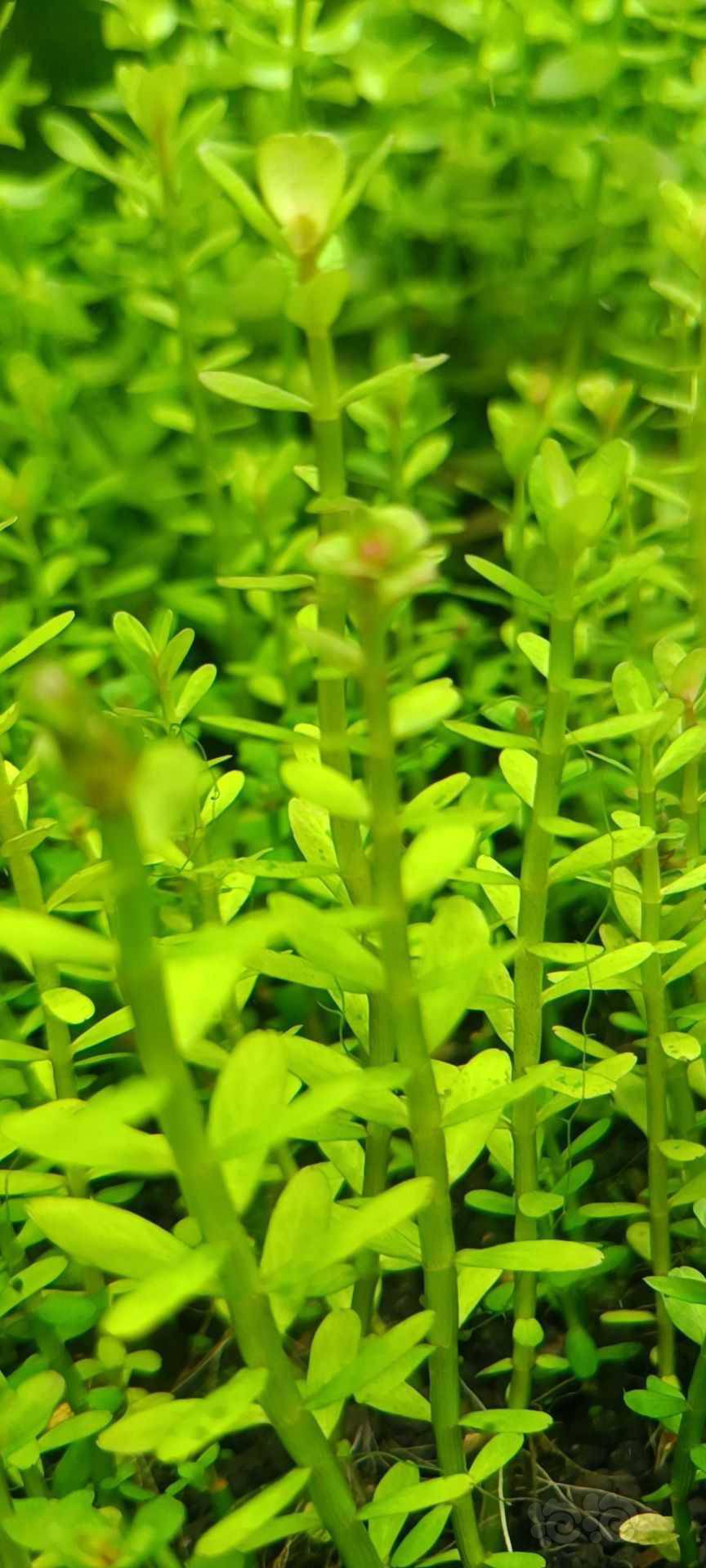 最新福利草草，自然美景之旅，探尋內(nèi)心平和與喜悅的旅程