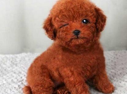 最新小鹿犬，趣事不斷，傳遞溫馨友誼與愛的小使者