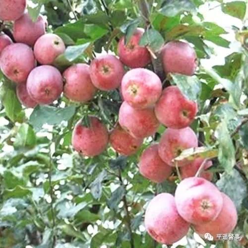 西太后愛心包最新系列，時尚與慈善的完美結(jié)合，展現(xiàn)獨特魅力風(fēng)采
