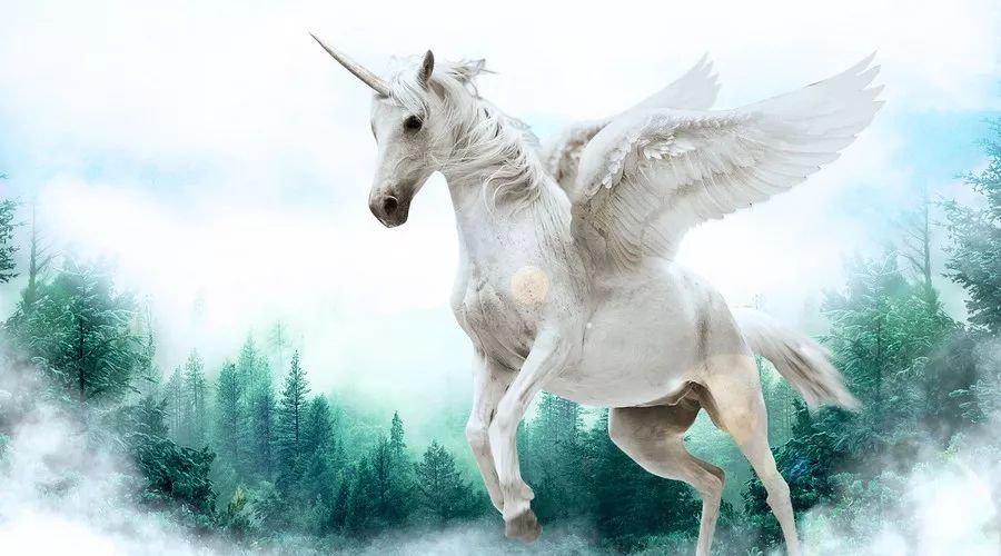 中國最新獨(dú)角獸，自信與成就感的源泉